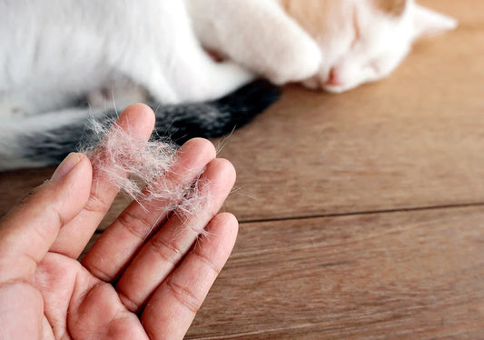 La perte de poils chez nos animaux de compagnie : comprendre et agir au quotidien